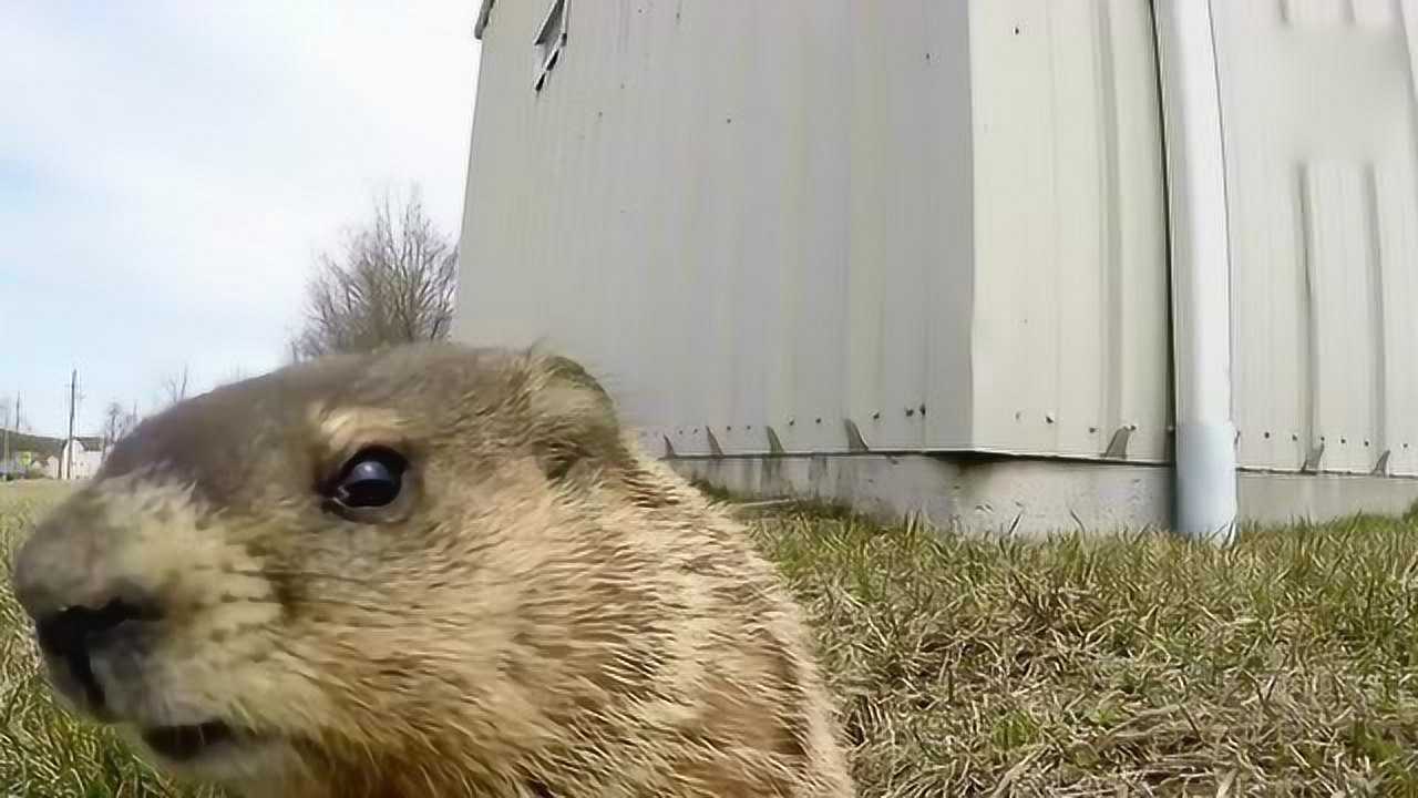 刚从洞里钻出来的可爱小地鼠这样子好萌