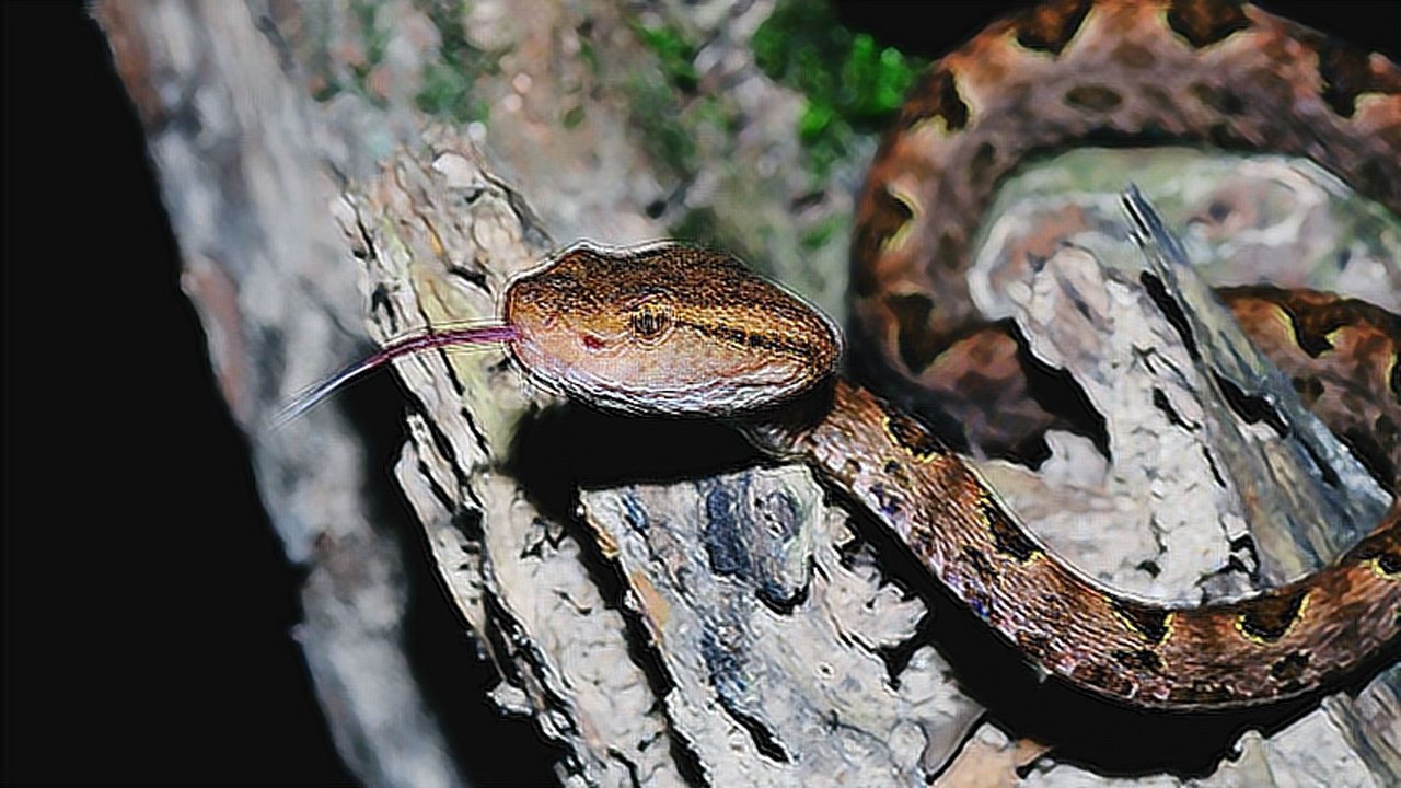 动物世界中矛头蝮蛇长得怎么样见过没,过来让你见识见识