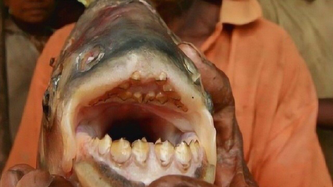 食人鱼长到五米长有多恐怖揭开食人鱼的你不知道的这4件事