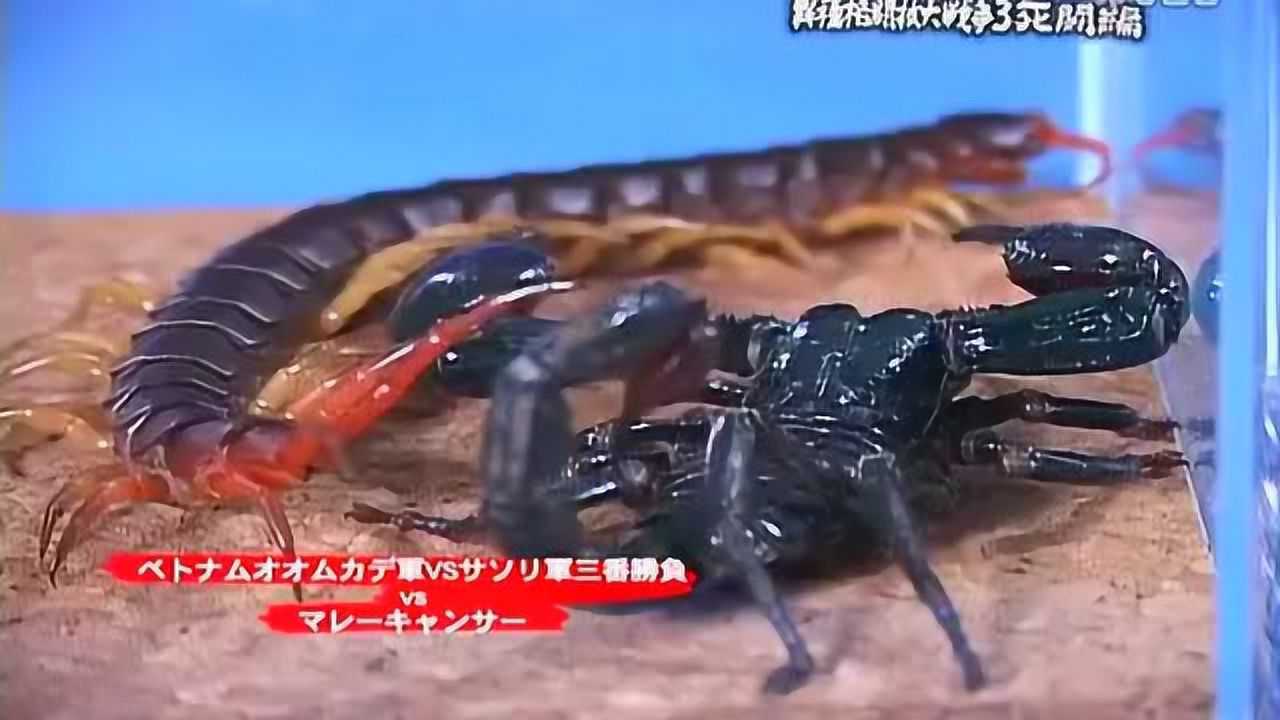 捕鸟蛛蜘蛛vs巨人蜈蚣图片