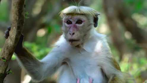 《猴子王国》：这不是纪录片，这简直是猴子版《权力的游戏》