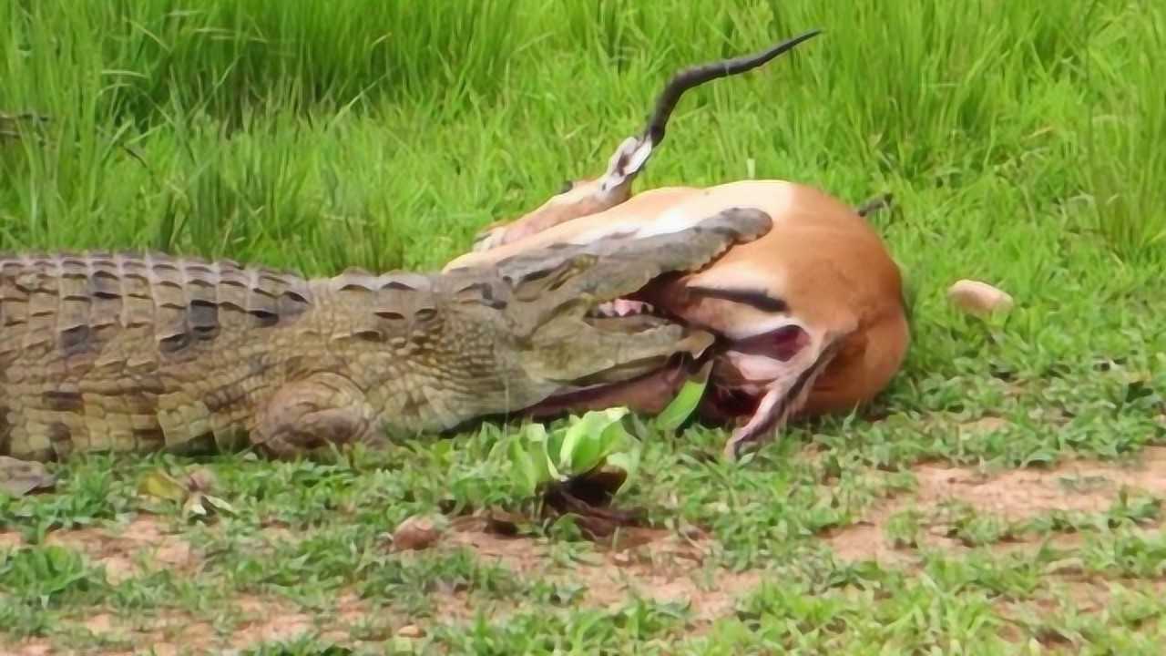 鳄鱼捕食羚羊只用了5秒钟镜头拍下精彩瞬间