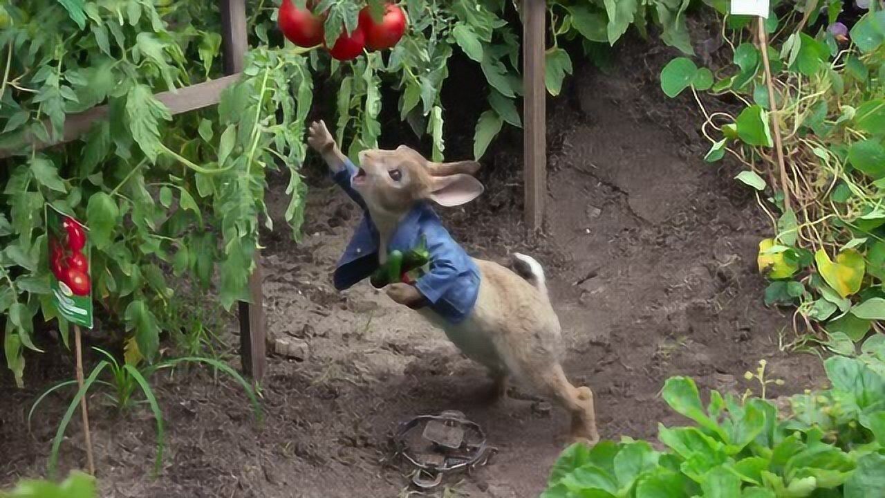 比得兔菜园疯狂采取食物配上这段搞笑的音乐