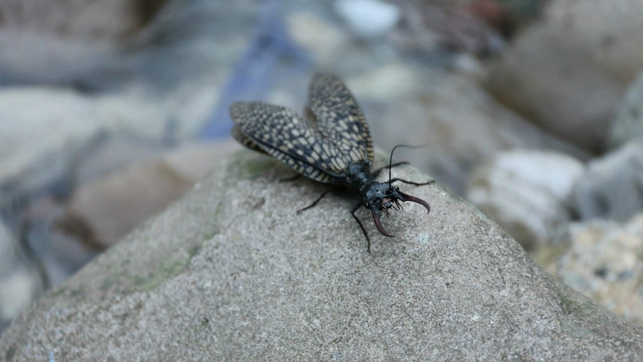 四川拍到越中巨齿蛉,曾获吉尼斯世界纪录