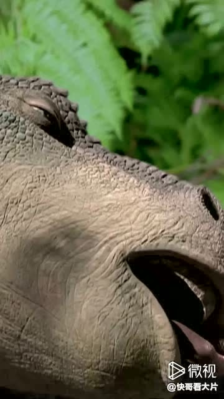 小时候感觉这个恐龙艾力达好可爱