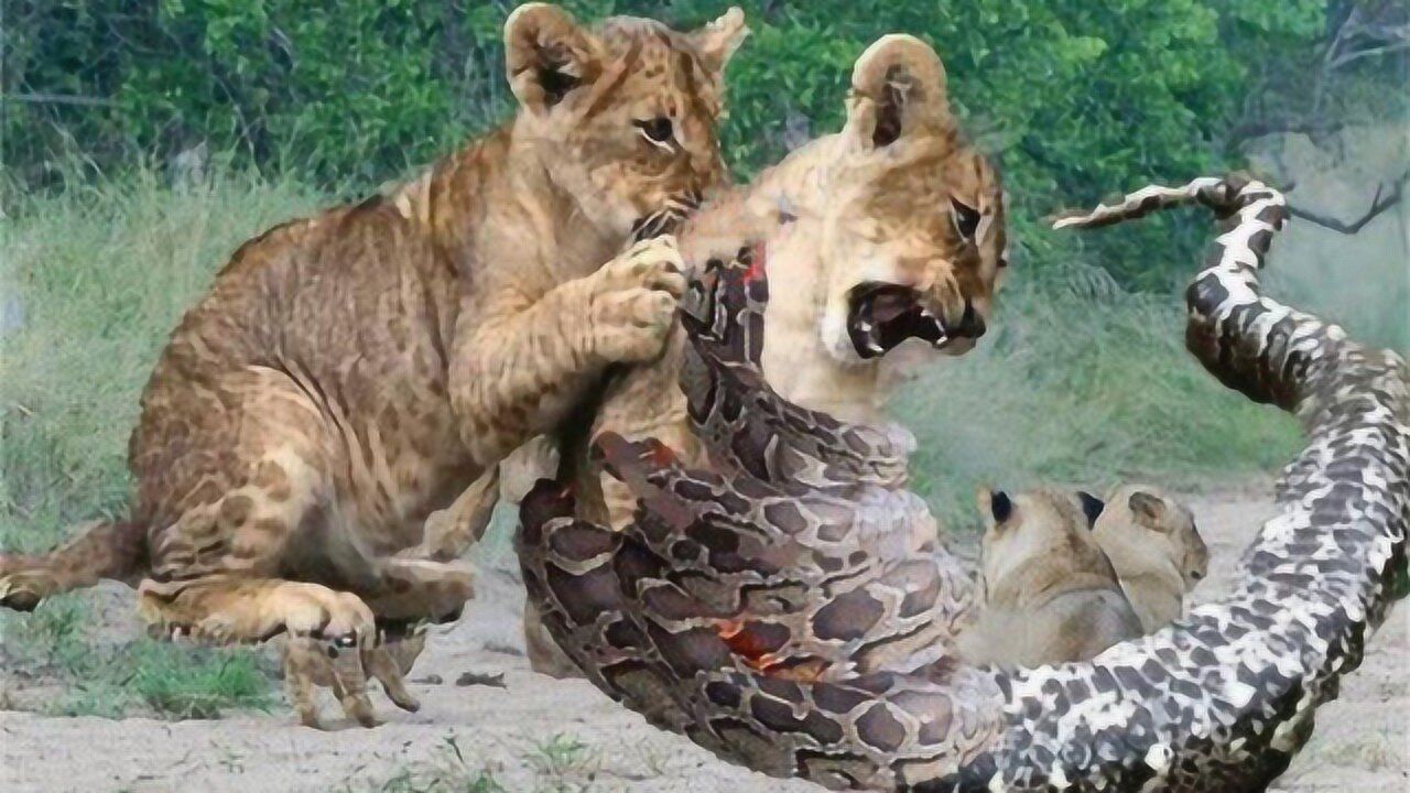 狮子被蟒蛇吓了一跳,恼羞成怒的狮子想报复,没想到反被蟒蛇缠住了