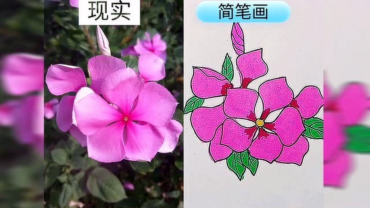 长春花简笔画教程,一起来看现实长春花转变简笔画过程吧!_腾讯视频