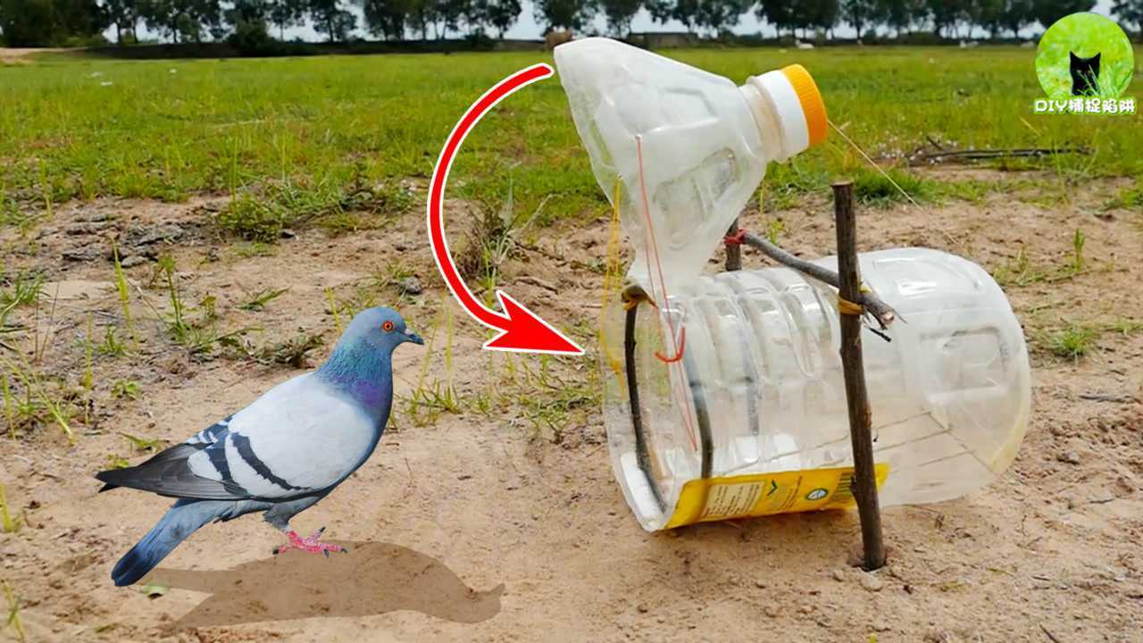大神用塑料桶做捕鸟陷阱,上钩率100%,5分钟就能学会