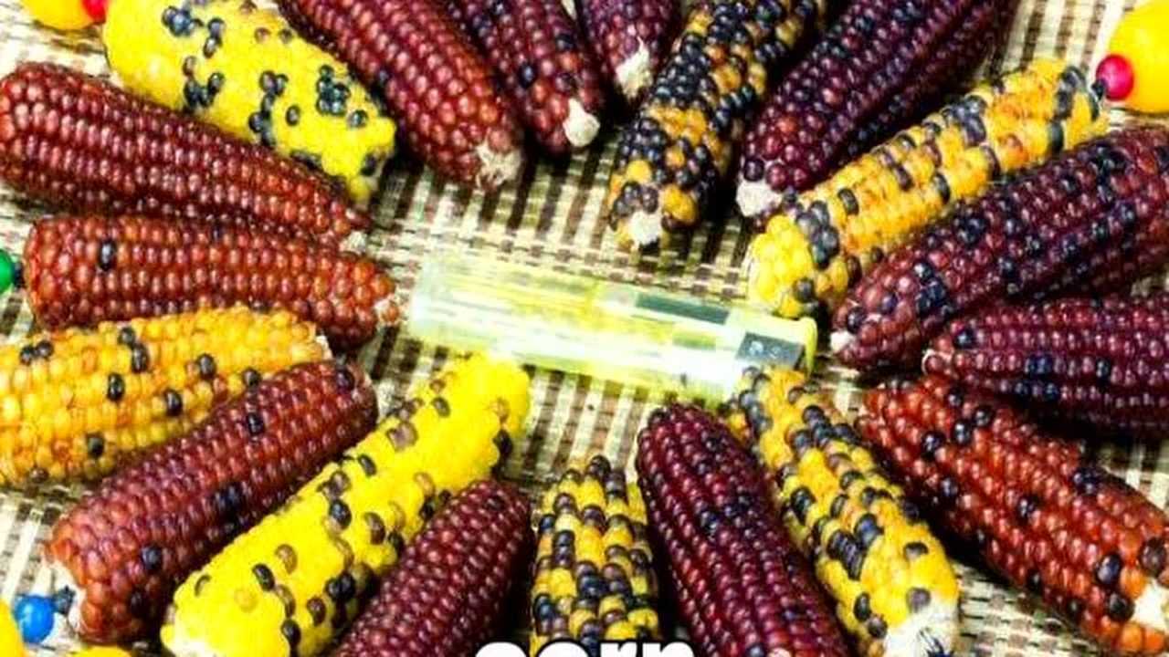 杨桃妈妈英语启蒙简笔画萌萌画corn玉米