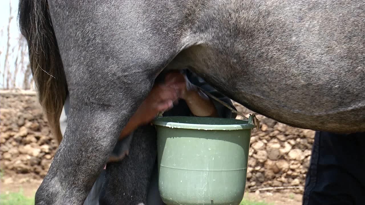 牧民挤马奶全过程