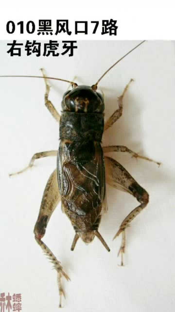 蟋蟀将军图谱集锦二,最厉害的蟋蟀! 十二大凶头详解,斗蟋蟀斗蛐蛐