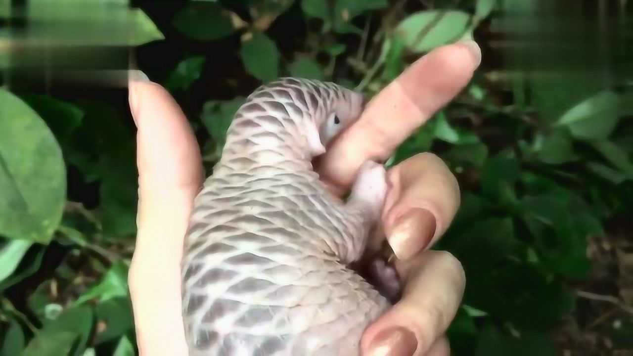 刚出生两周的穿山甲,好像一个没毛的小老鼠