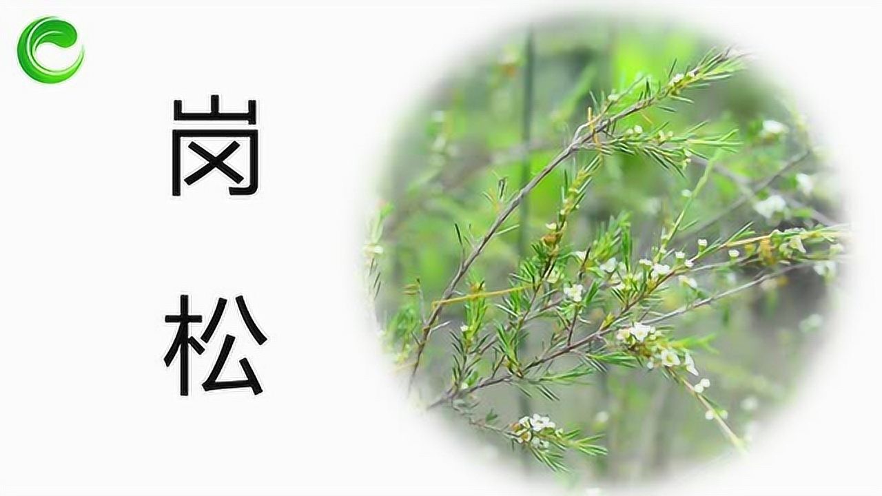 岗松味苦辛有化瘀止痛杀虫止痒等功效