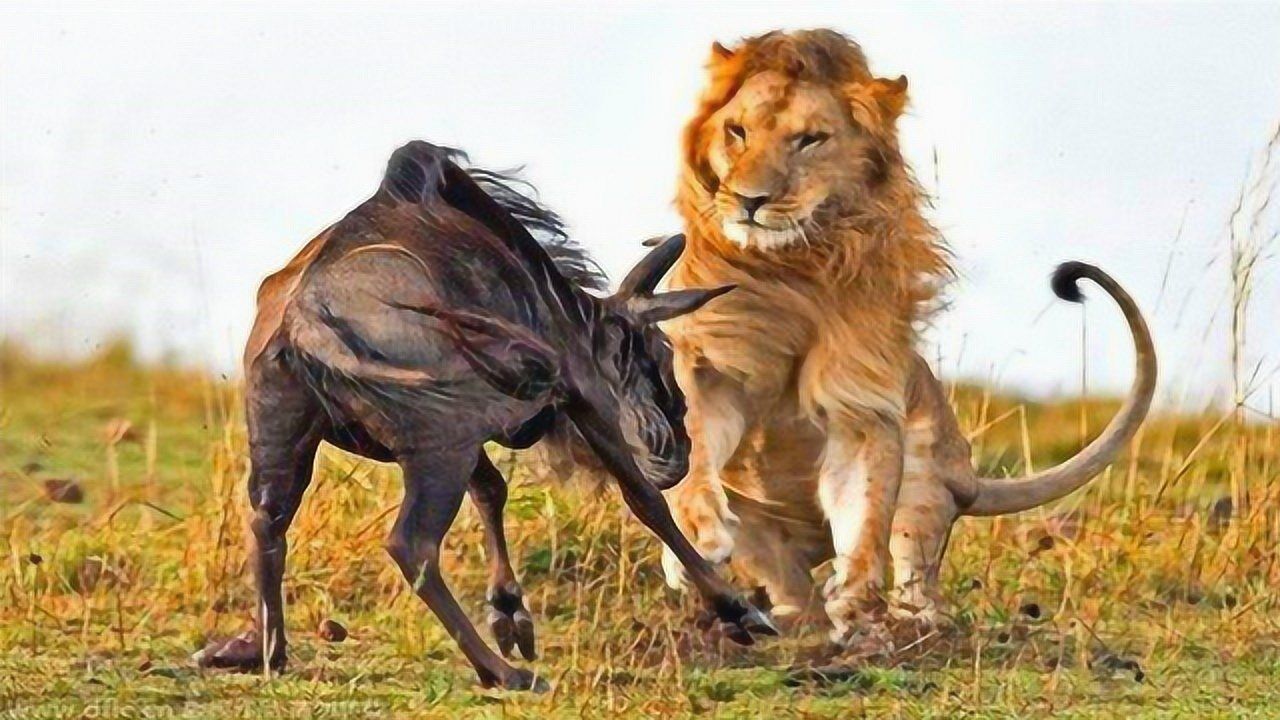 霸气雄狮一登场鬣狗们迅速俯首称臣真是大快人心