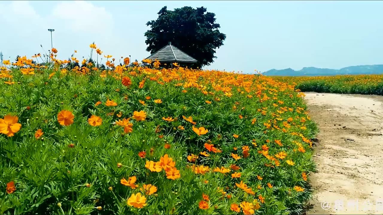 盛夏花海,唯美绽放!(泉州滨海公园)