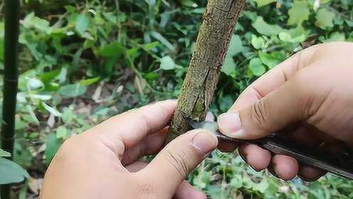 夏秋季節果樹嫁接,適合採用此種嫁接方法,成活率相對較高