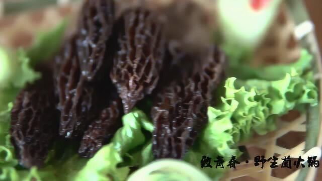 致青春ⷮŠ野生菌火锅