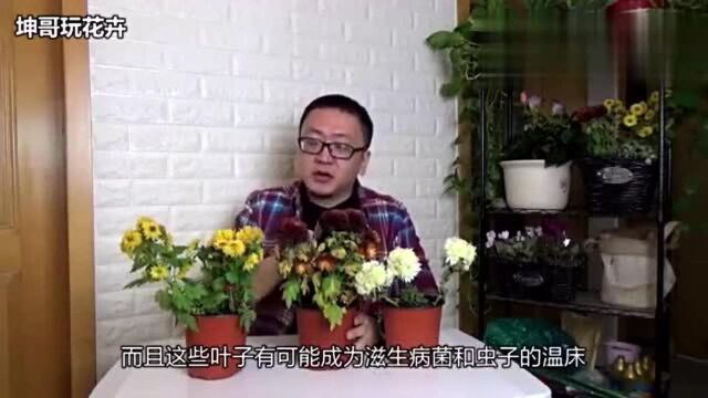 怎样养把菊花养的颜色艳丽?