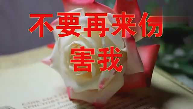 听醉了!《不要再来伤害我》如痴如醉,唱的让人着迷,听不够