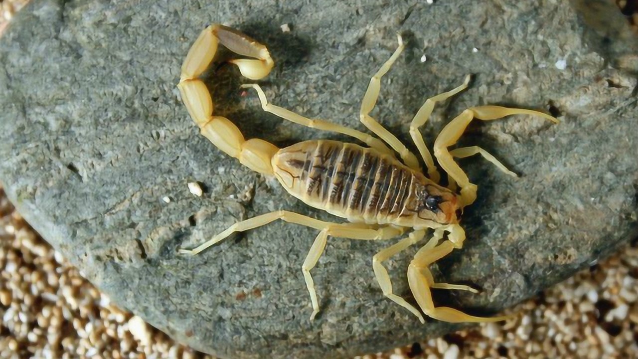 世界上最恐怖的蝎子只需一下即可致人死亡