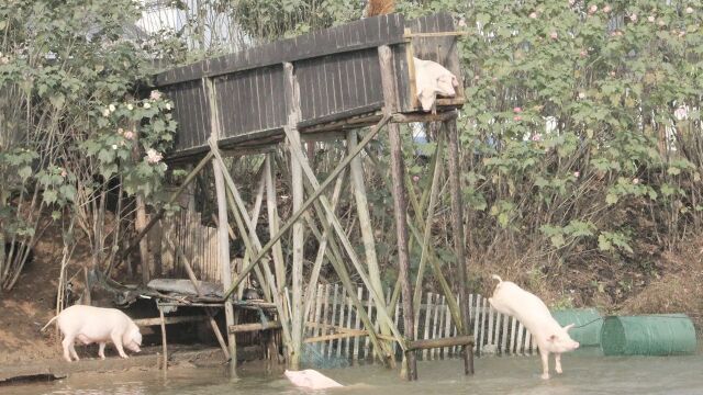 中国的猪咋洗澡?排队跳水下去洗,外国网友:不愧是跳水强国!