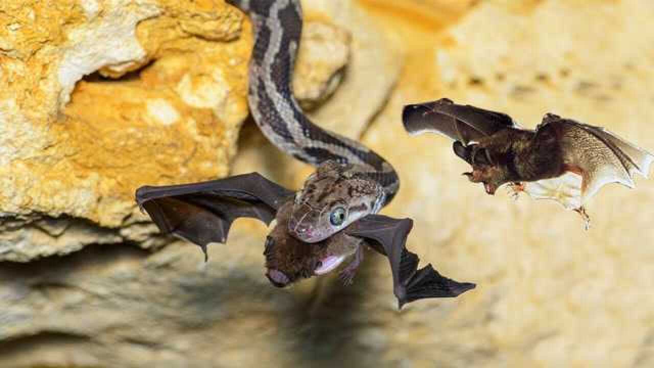 天上飞的蝙蝠被蛇缠住如何下咽是好网友嘴巴难道能扩张成直角