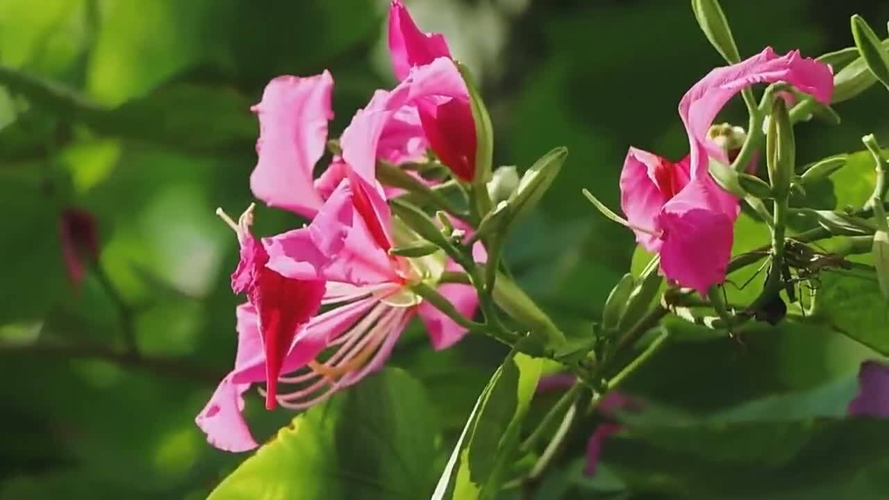 童丽献唱荷花颂声动梁尘扣人心弦