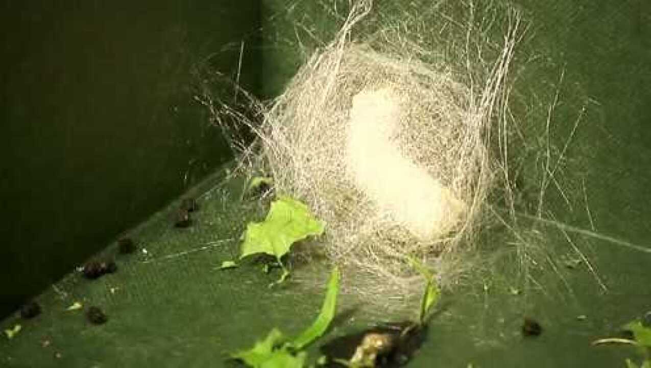 拍摄蚕宝宝吐丝前狼吞虎咽到吐丝结茧,耗时30个小时!