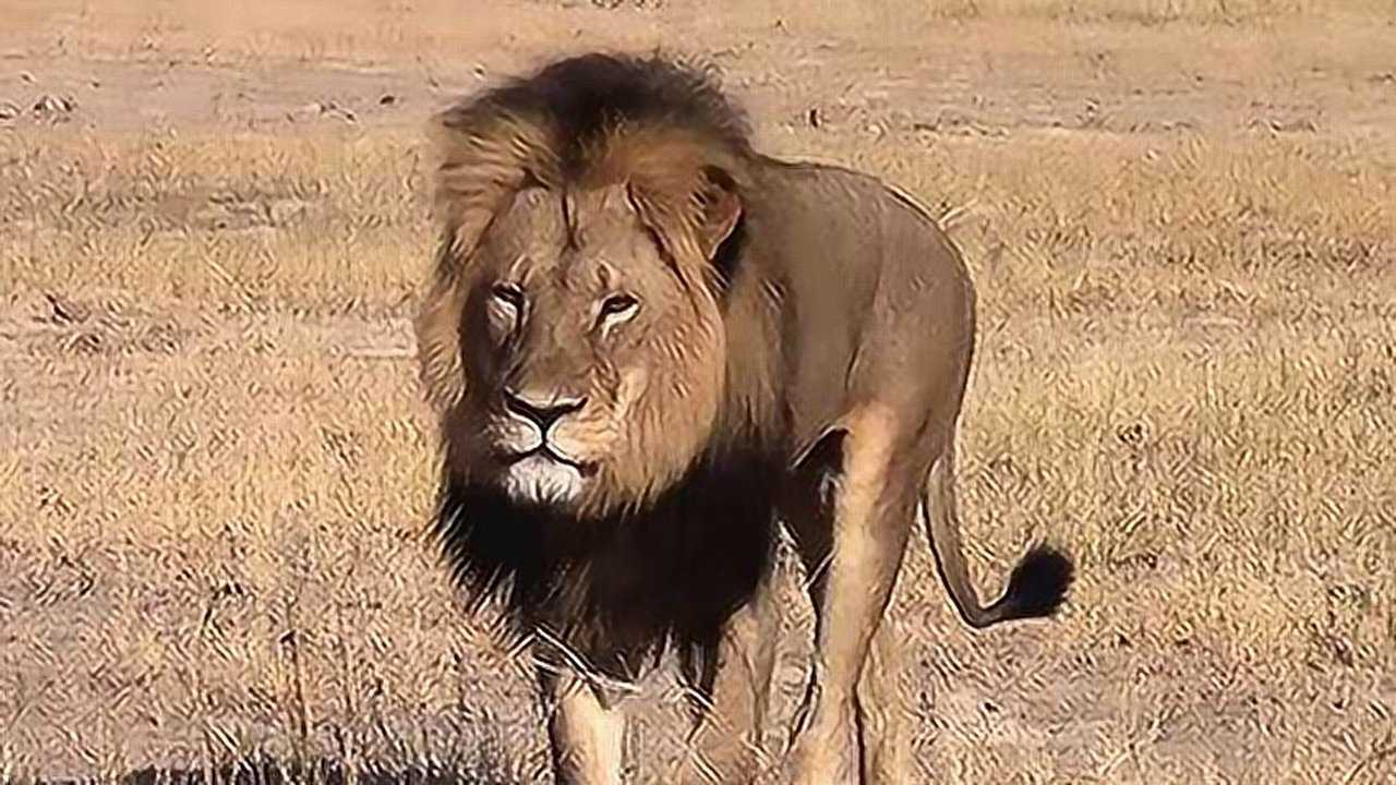 世界上最大的狮子:体重420公斤,到了近代却灭绝了!