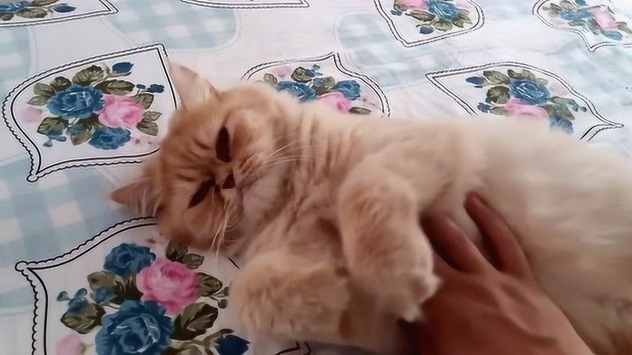 喂娃喂到生无可恋猫老大瘫在床上就是这个表情