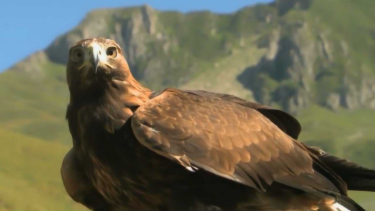 实拍金雕猎捕大山羊不料大山羊还留了一手网友可惜了