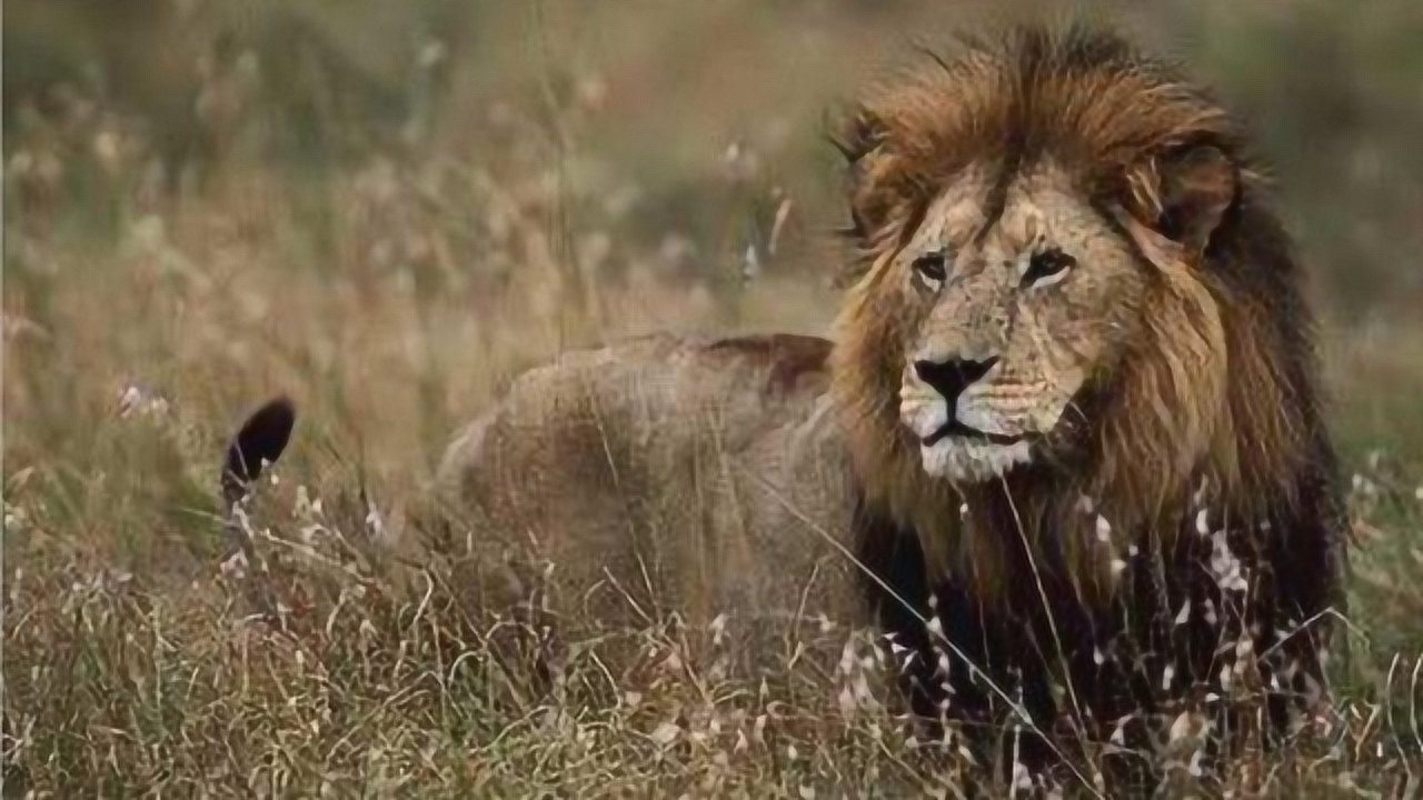 非洲最大最重的开普狮重达420公斤体重连一般的猪都赶不上