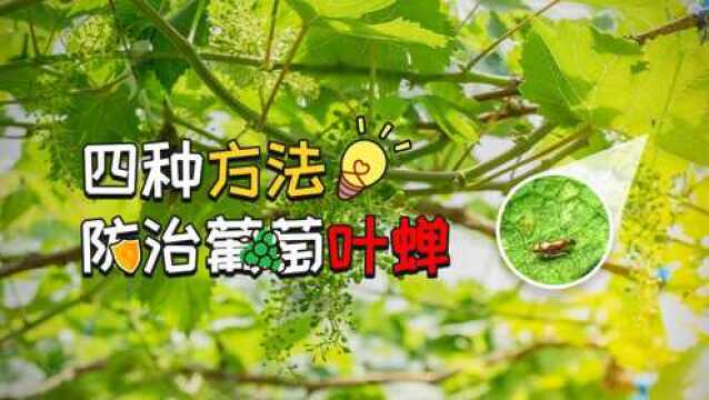 葡萄叶蝉危害,四步轻松防治!