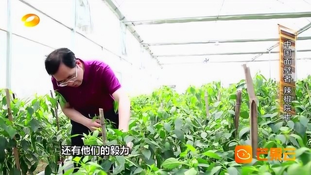 “辣椒院士”邹学校:将辣椒育种做到极致