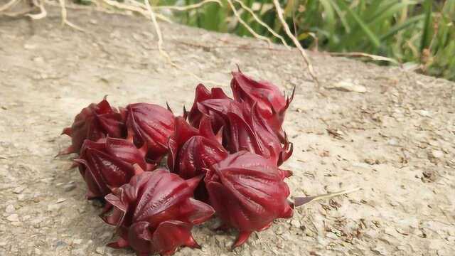 红桃K又名洛神花 洛神花你见过嘛