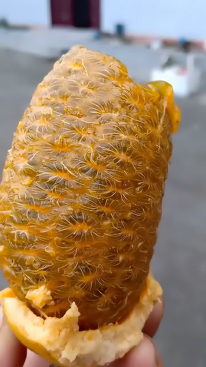 谁吃过这个九月黄