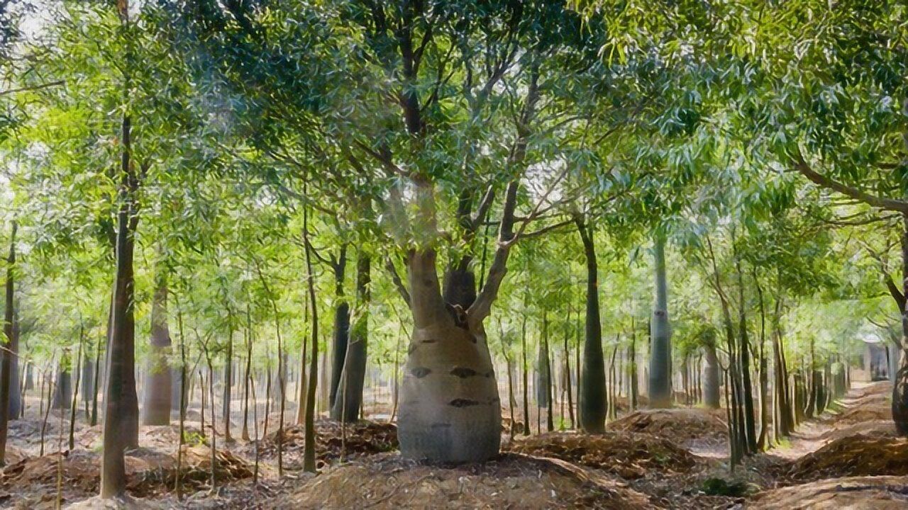 汕头牛田洋 奇异佛肚树