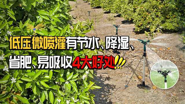 柑橘低压微喷灌有节水、降湿、省肥、易吸收4大好处!