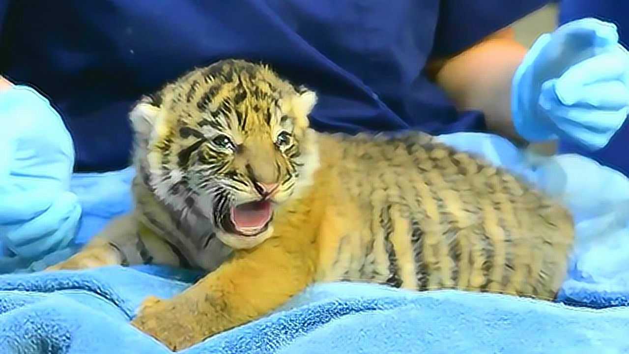 老虎宝宝刚出生的样子图片