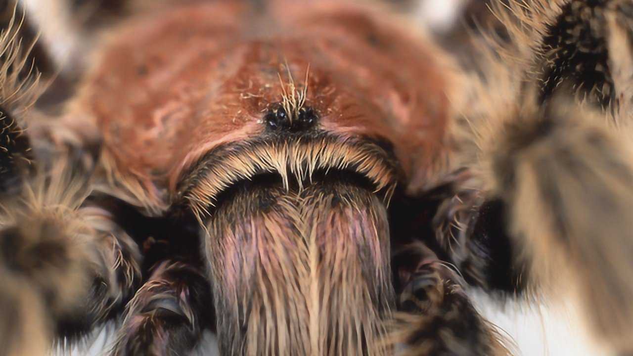 世界上最大的蜘蛛,体型堪称蜘蛛界巨人,还能猎杀中小型动物!