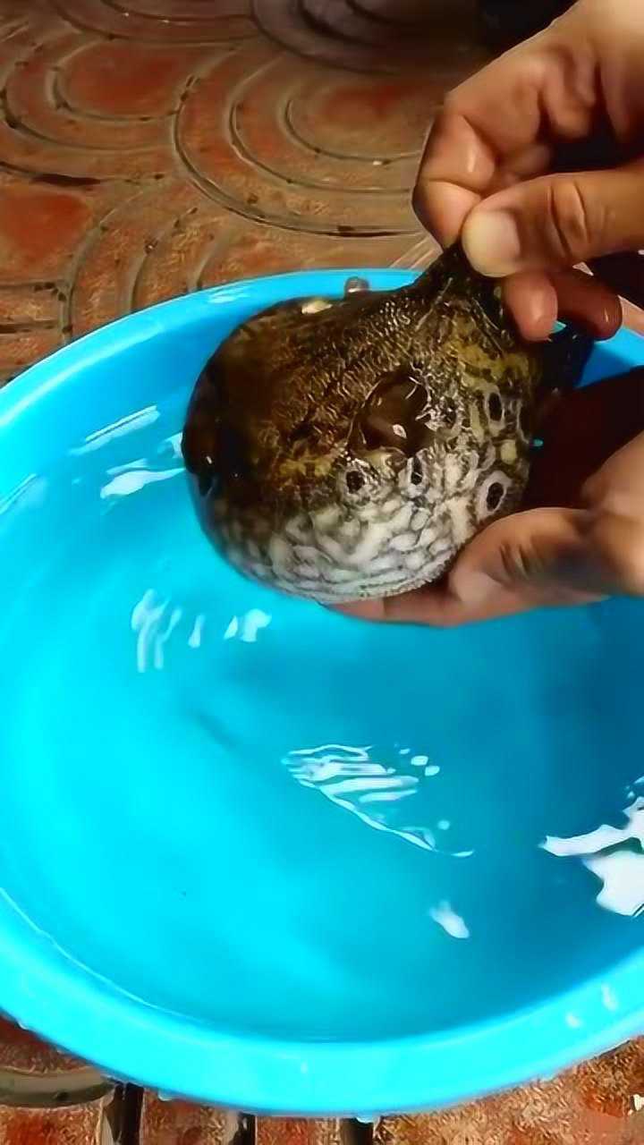 河豚一生只能膨胀身体几次每次膨胀都会减短寿命