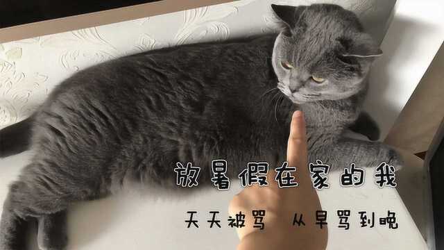 放暑假在家做什么都要被骂猫咪版