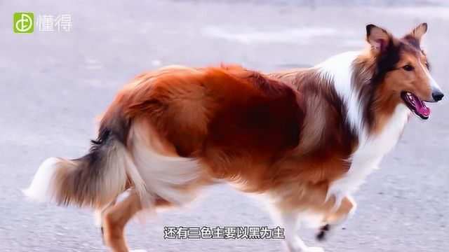 苏格兰牧羊犬是什么狗?苏格兰牧羊犬的智商竟然这么高!