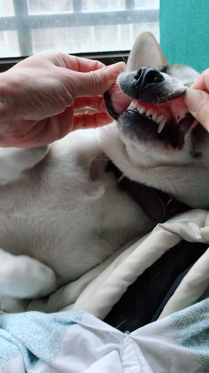 狗果然是食腐动物能忍受那么臭的味道