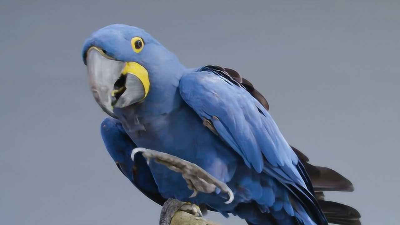 紫蓝金刚鹦鹉世界上最贵的鸟每只价值百万只有土豪才养得起
