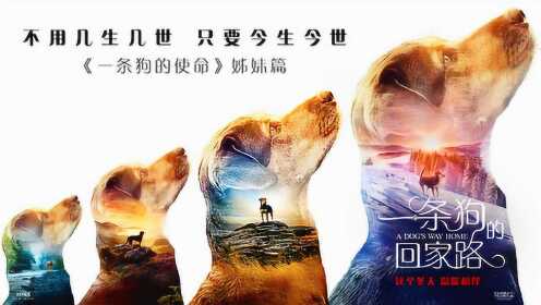 《一条狗的回家路》“心之所向”版预告片，贝拉横跨四季为爱归来