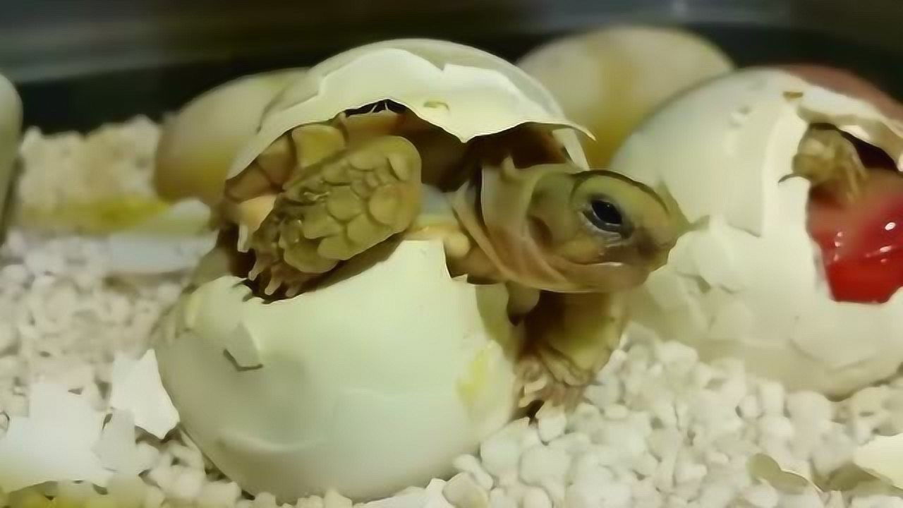 原来刚出生的小乌龟长这样,太萌了