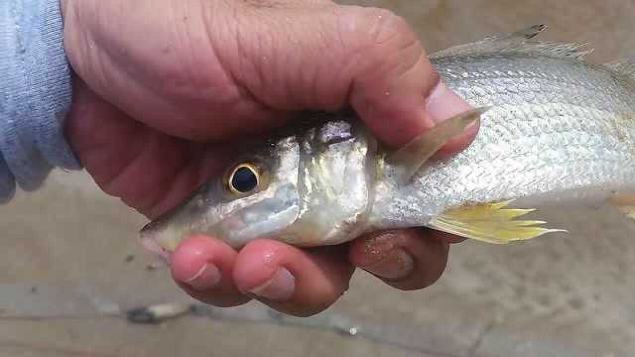 近海渔网捕捞的海鲜,鲜美的沙梭鱼!