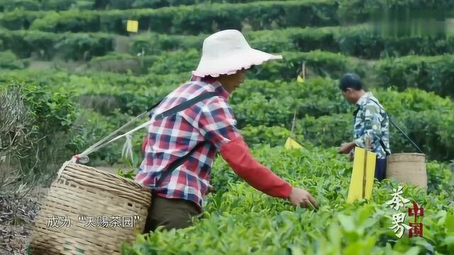 海南五指山的茶叶,中国最南部的原产地