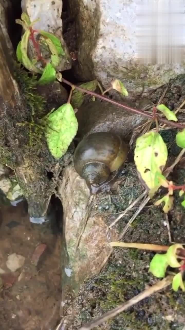 田螺的生长过程图片